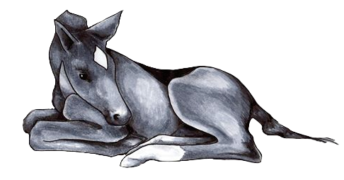 Taylor Select horse